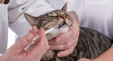 Колко дни преди ваксинацията да се даде котка на антелминтика